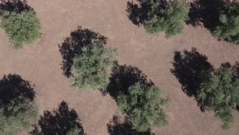drone flight with a top-down view of some leafy olive trees, we see a subtle movement in their crowns due to the wind, the trees project their shadows next to them, creating a striking image.
