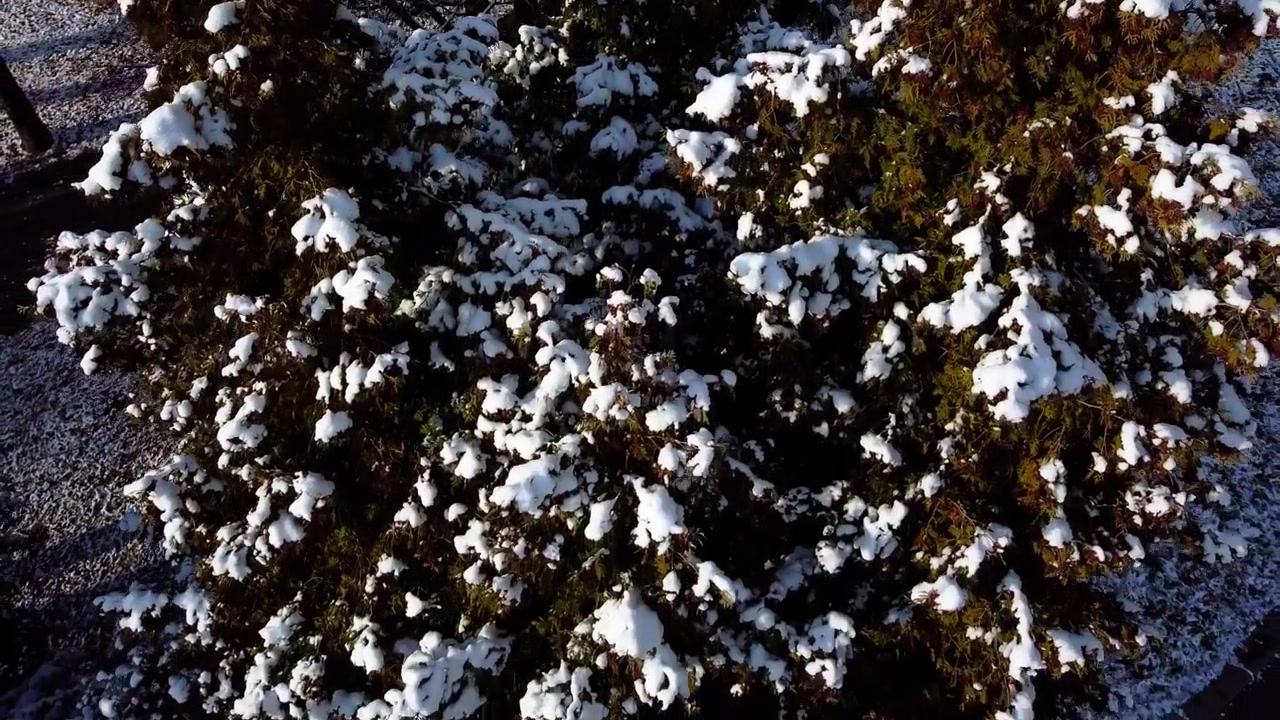Alberi nel parco invernale