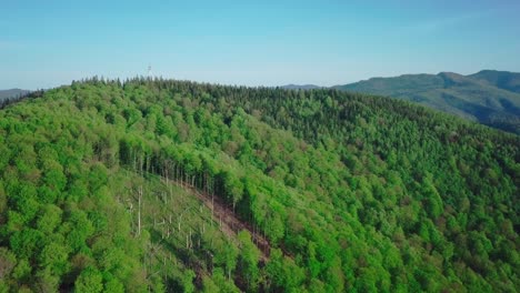 4k drone shot. avanzando hacia el bosque de pinos y el valle de la montaña en el día de verano. cazadores furtivos cortan el bosque en el centro del marco. europa alpes al aire libre naturaleza verde paisaje montañas salvaje aéreo. concepto de cortar árboles y preservar el