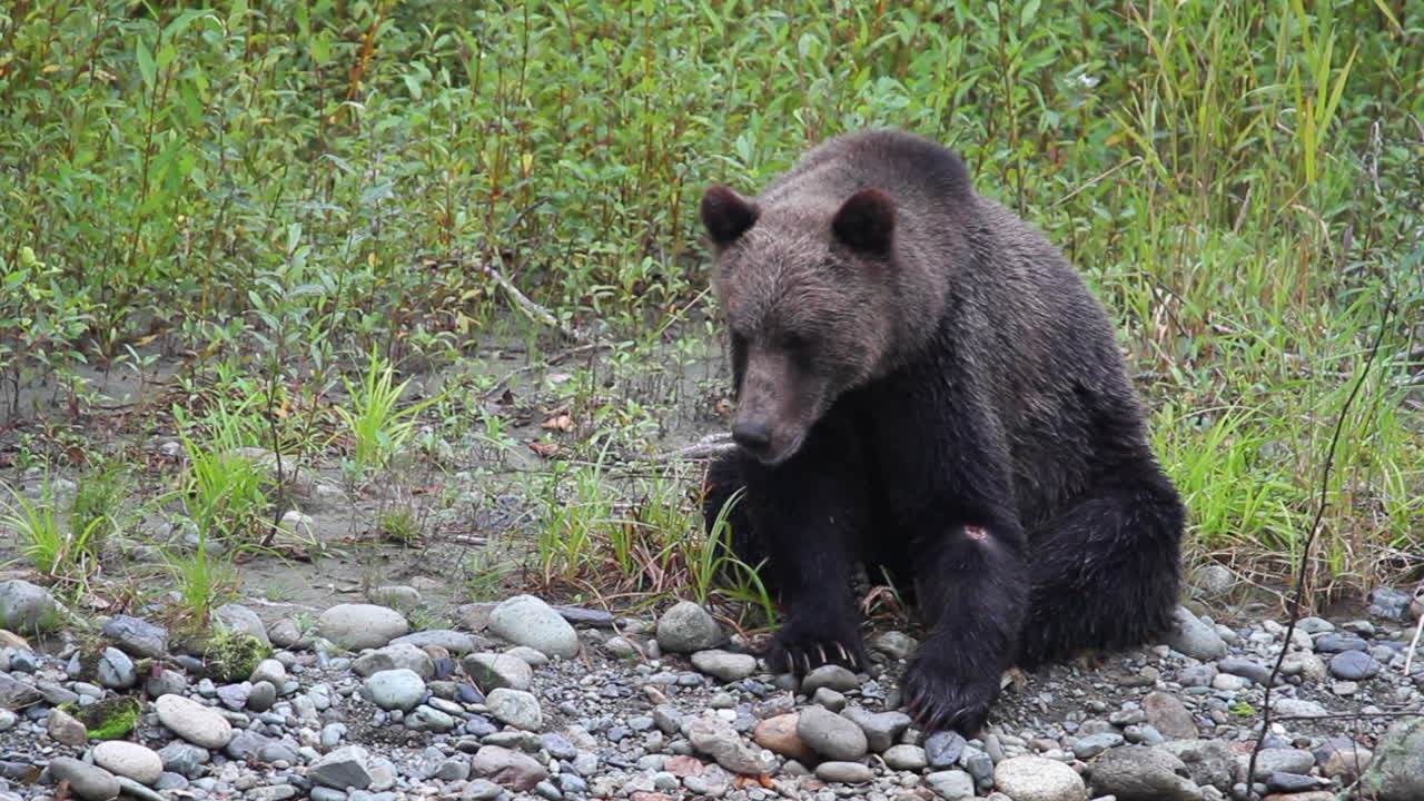 Adorabile orso grizzly maschio ferito seduto vicino a un fiume pescoso, sbadigliando