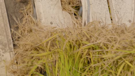 mechanized rice harvesting in a massive rice field under beautiful sunlight