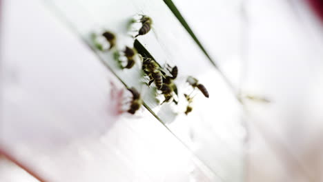 Bees at the Beehive