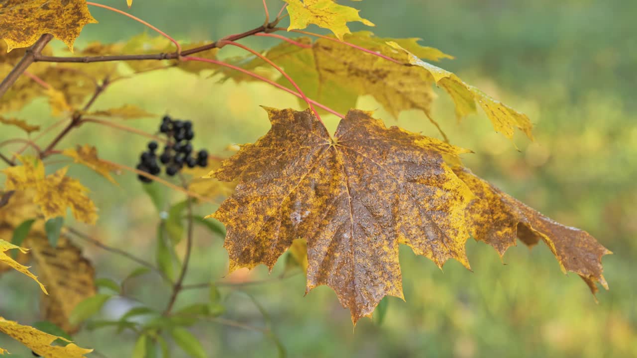 Close-up of Autumn Maple Leaves and Berries