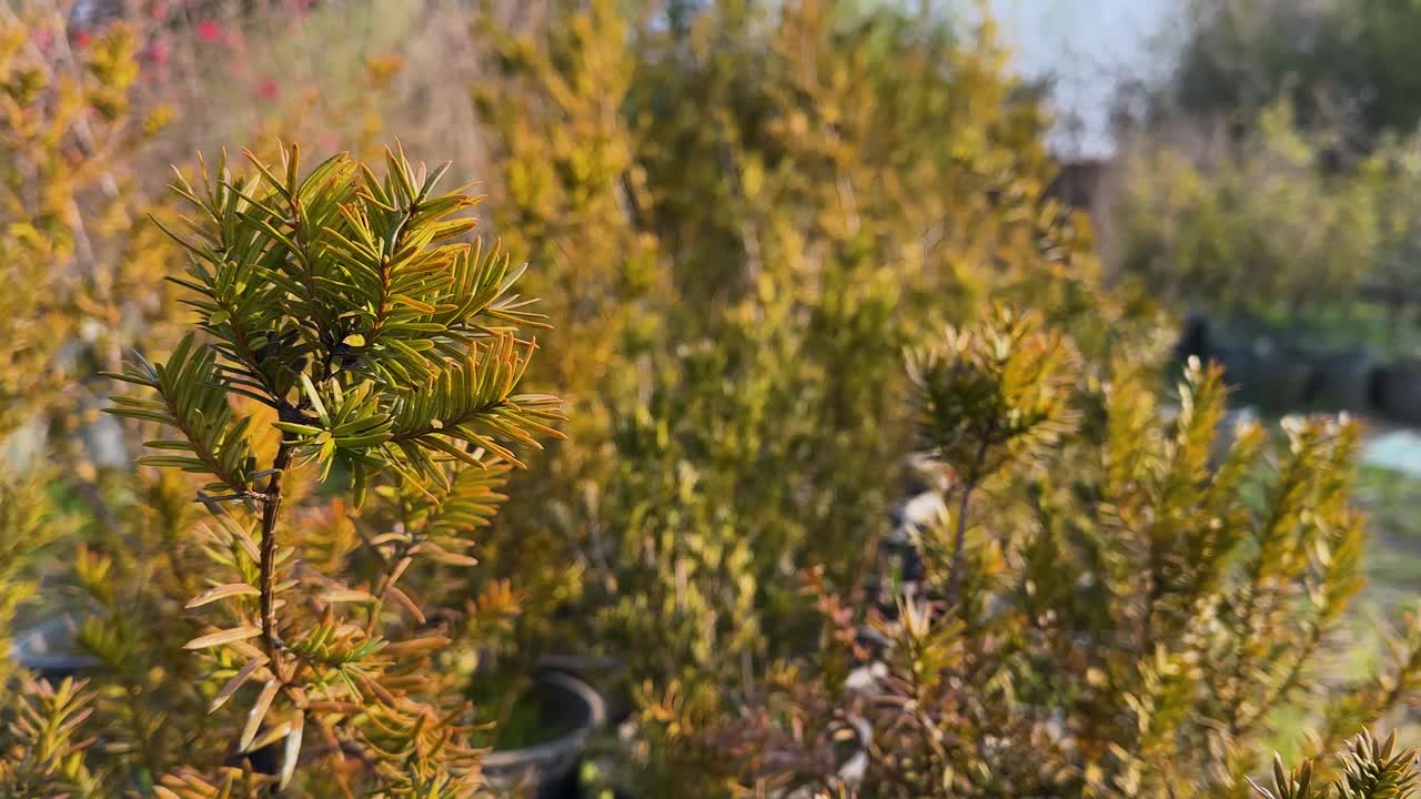 taxus tree baccata in iran hyrcanian forest azerbaijan nature nursery garden landscape rural seedling farming and agriculture outdoor organic growth with young natural countryside spring scenic view