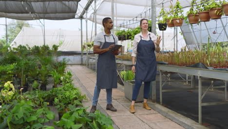 two diverse gardeners in aprons inspecting plants in greenhouse, discussing growth progress