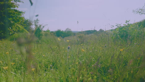 Wild-British-green-grass-meadow-blowing-in-the-wind