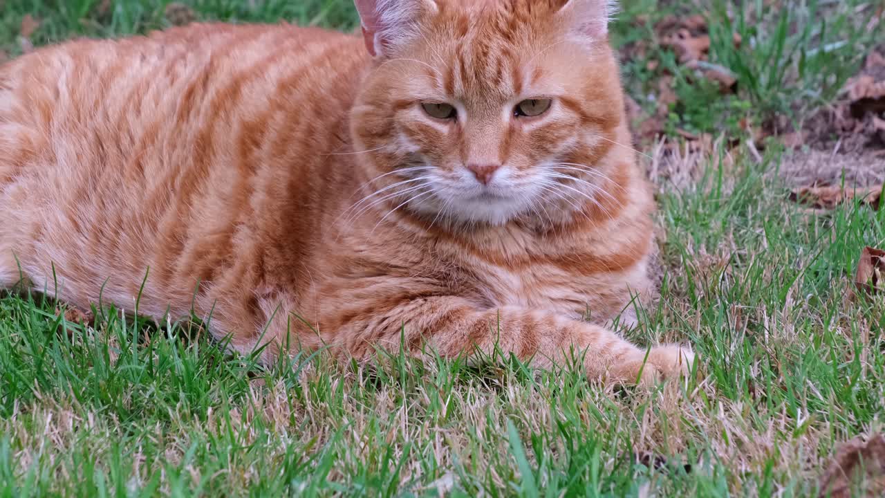 ぽっちゃりオレンジ - 夏の日に草の中に横たわっている赤い髪の猫のカメラの傾きまで