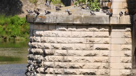 pigeons gather on a stone bridge ledge