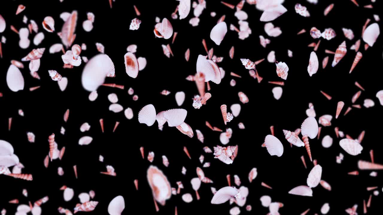 검은 바탕에 많은 바다 데기를 날아. 현실적인 조개 모양의 컬렉션. 열대 수중. 회전하는 데기의 3d 루프 애니메이션.