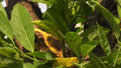 Red-vented-bul-bul-making-nest-and-eggs-