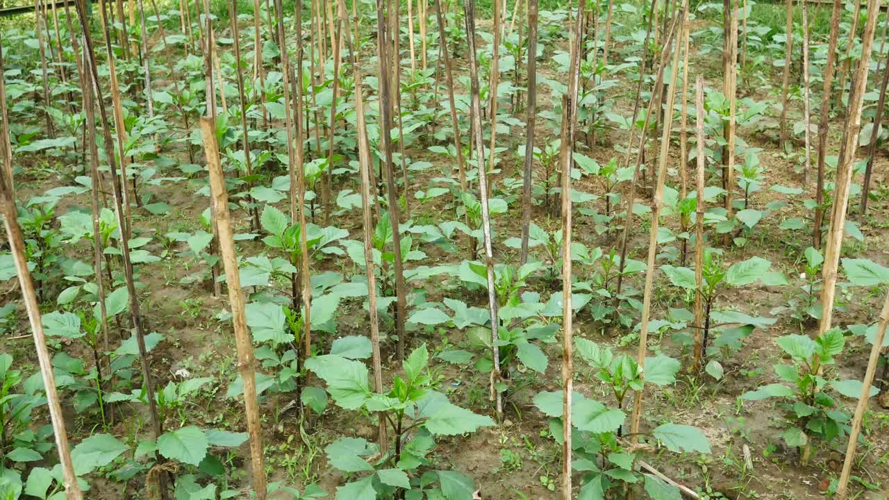 plantas jóvenes que crecen en un campo con estacas de bambú