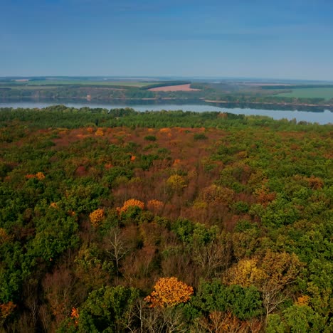 amazing forest on river background. magical trees with bright colors of woodland. autumn landscape in sunny day. aerial view.