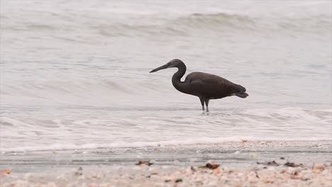 the pacific reef heron can be found in different oceanic areas in asia and can be difficult to identify when it is in its light morph