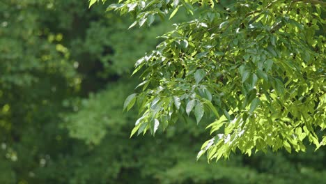 Bright green tree branches gently move in soft breeze, with blurred leafy background and natural daylight, captured in a Berlin park setting