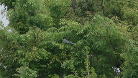 Ave-Urraca-De-Alas-Azules-Sentada-En-Un-árbol-En-El-Bosque-Cerca-De-Tokio,-Japón---Tiro-De-ángulo-Bajo