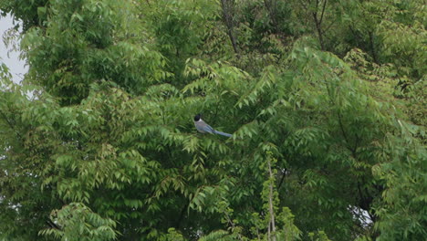 azure-winged magpie bird sitting on a tree in the forest near tokyo, japan - low angle shot