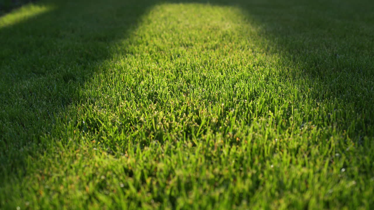 hierba verde exuberante en el césped, recortado uniformemente. disparo deslizante