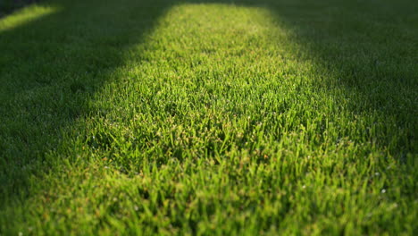 lush green grass on the lawn, trimmed evenly. slider shot