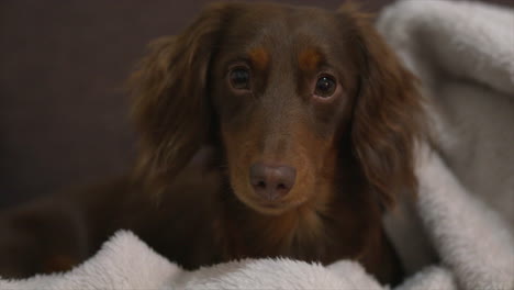 Lindo-Cachorro-Dachshund-Envuelto-En-Mantas