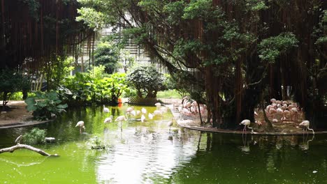 los flamencos se reúnen junto a un estanque verde exuberante