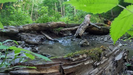 Niedrig-Fließender-Bach-In-Einem-Wald