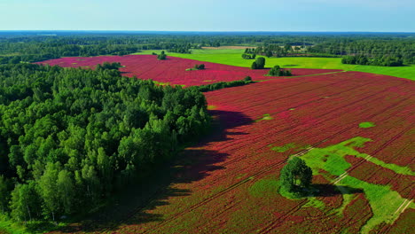 red clover flower field seen from above with trees around it on a sunny day, drone circling