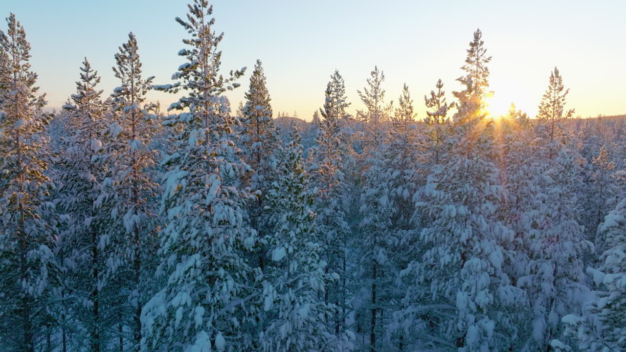 Luftfoto af snedækkede Norrbotten Laplands store alpine skovtræer, der stiger mod en gylden solopgangshorisont