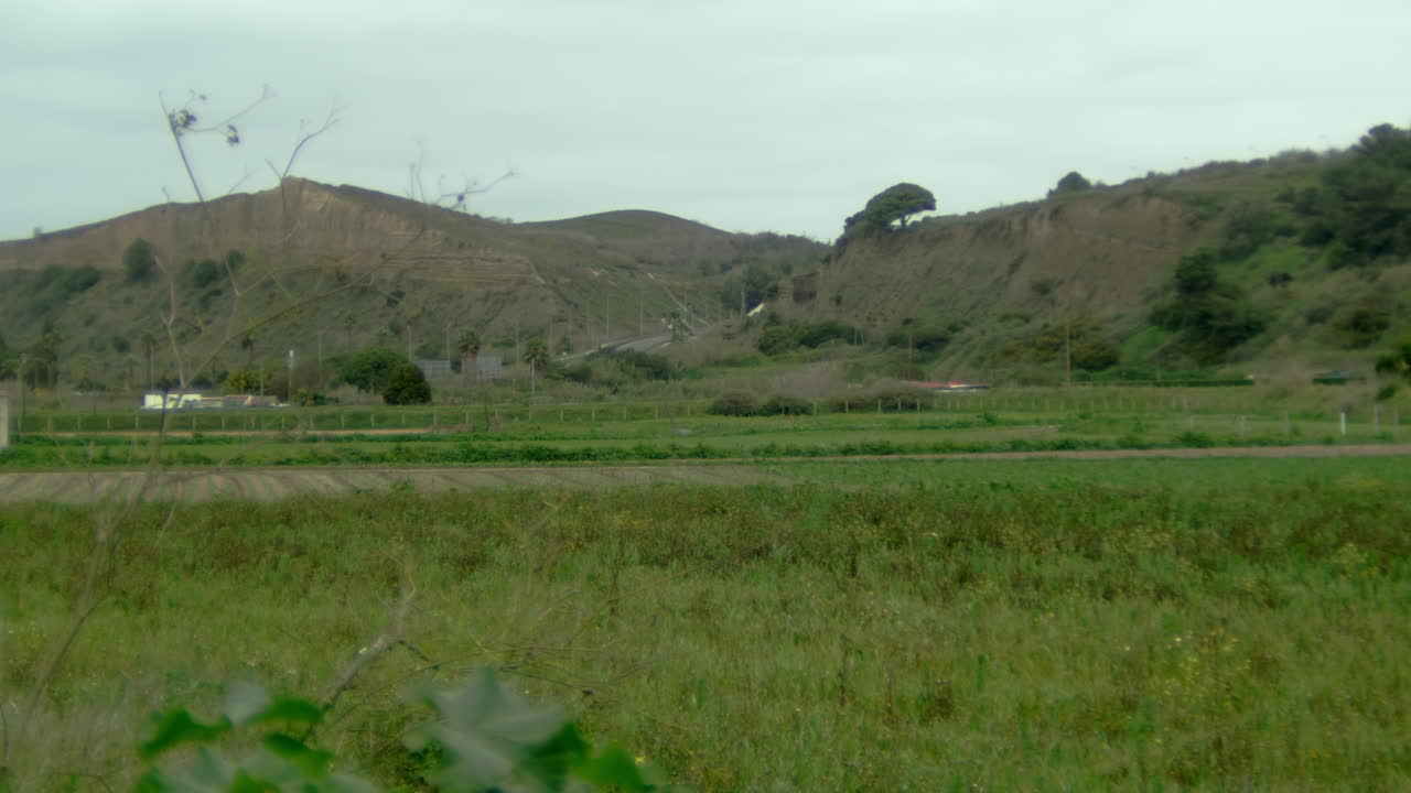 Some dry branches of a bush in the foreground to a big green field.