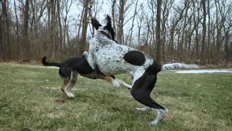 two dogs frolicking and biting in the front yard of the house, no people, tracking shot