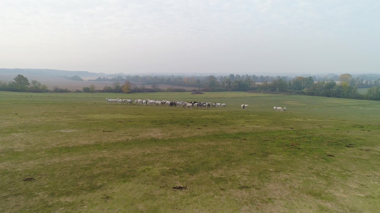 Vista aerea di cavalli lipizzani in un campo aperto al mattino.