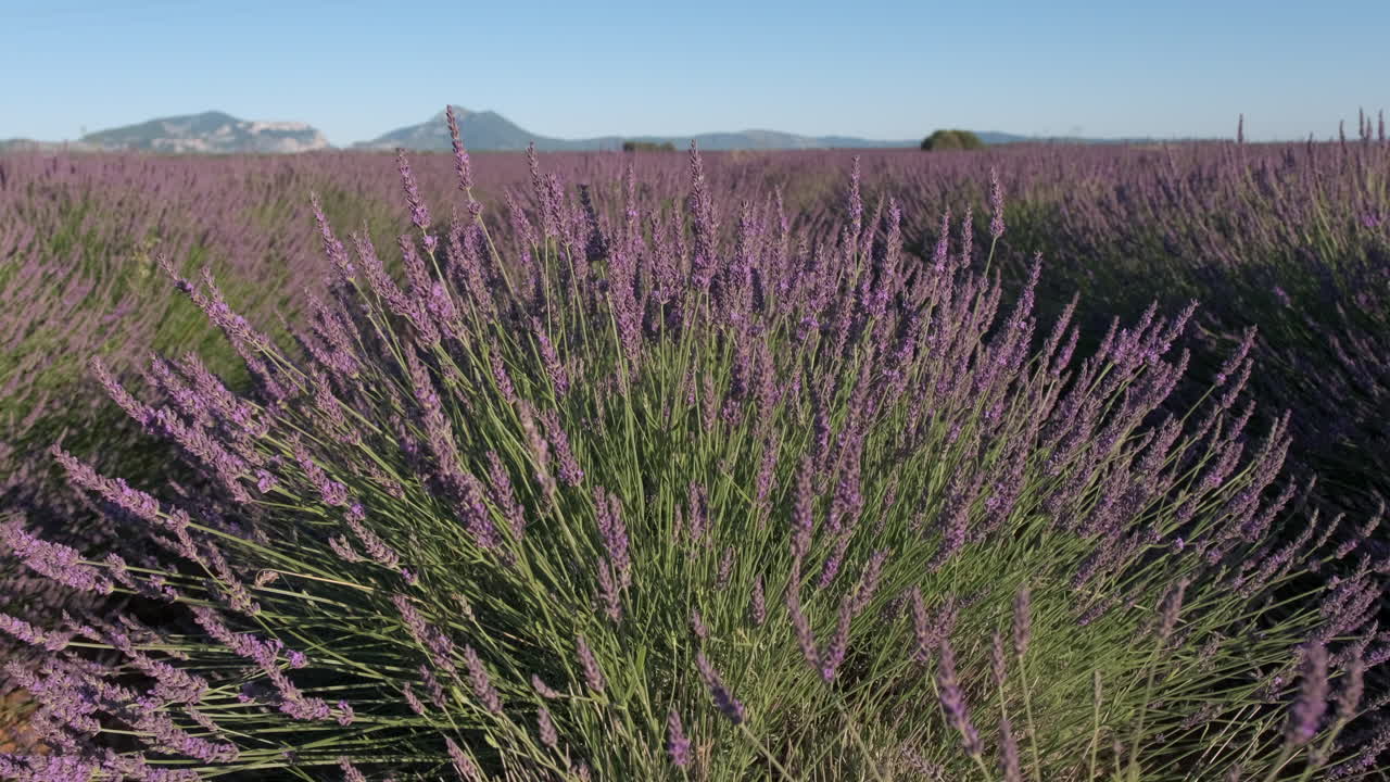 여름 근접 촬영에서 라벤더 행 필드 피 보라색 꽃
