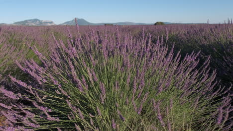 lavender row field blooming purple flowers at summer closeup