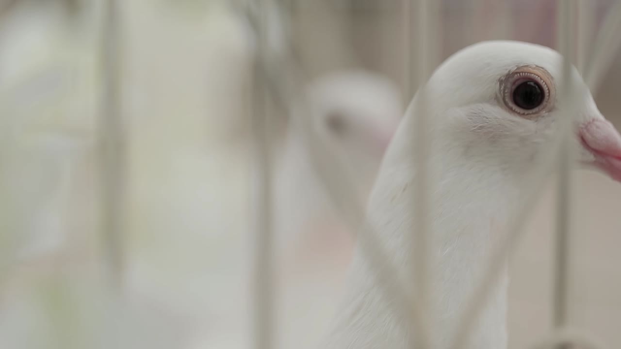 paloma en la jaula mirando hacia afuera