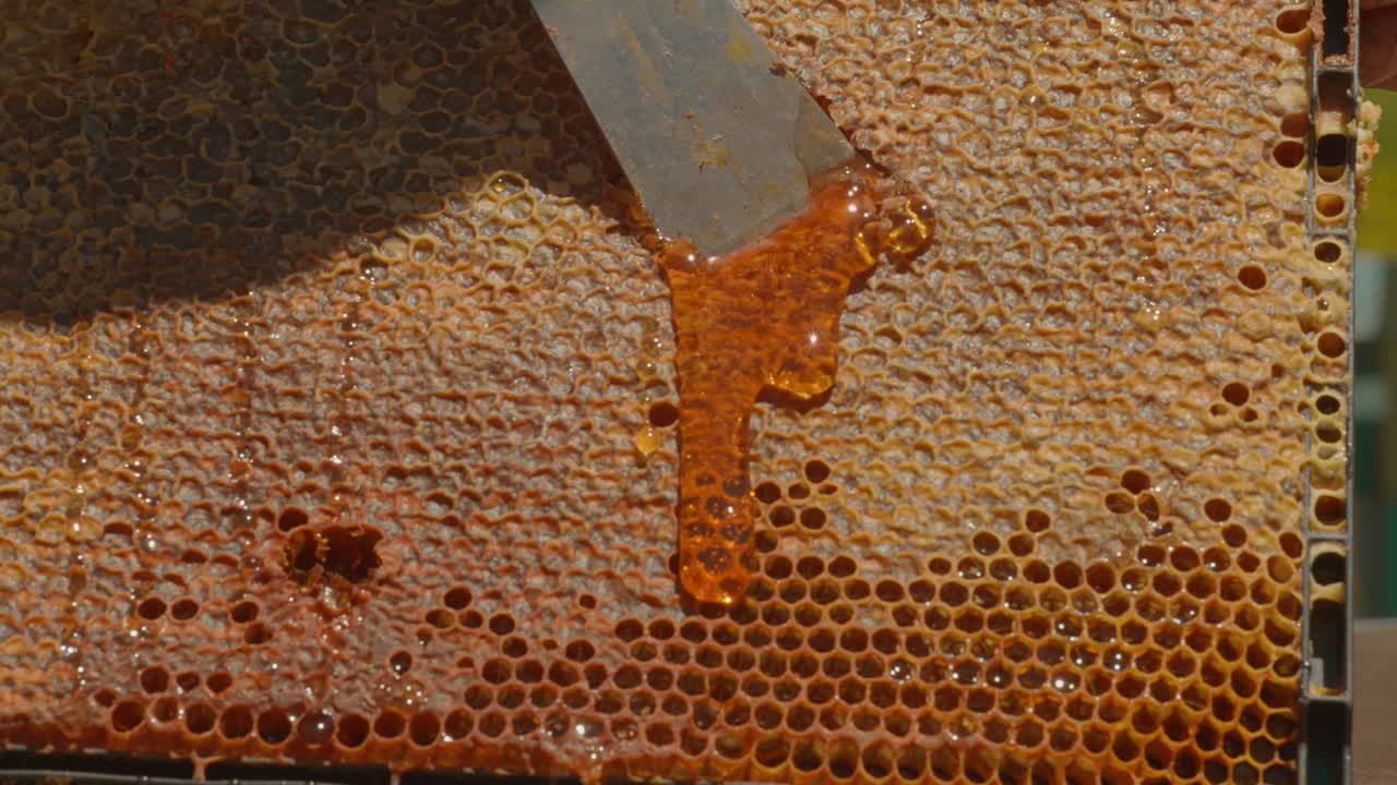 Miele che cola dai favi con raschietto d'acciaio, telaio dell'arnia