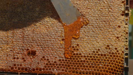 Honey-flowing-from-combs-by-steel-scraper,-beekeeping-hive-rack