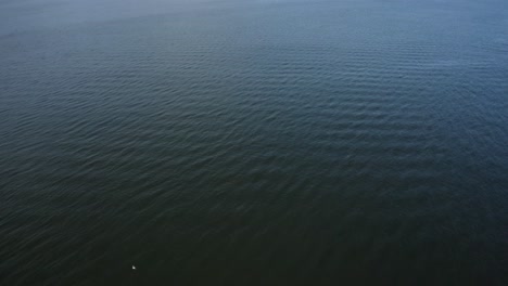 Calm-ocean-waves-and-a-lone-seagull,-during-Summer-|-Scotland-|-4k-at-30-fps