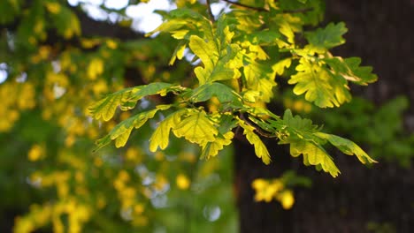 closeup of yellow green oak tree leaf, sunlight shining through, handheld