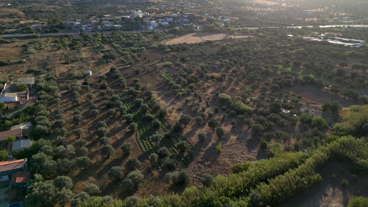 Aerial View of Olive Grove and Farmland in Rural Mediterranean Landscape
