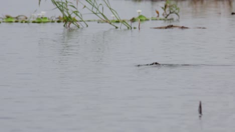 black-necked grebe, podiceps nigricollis, thailand