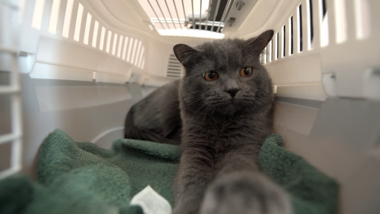 Close up of a British Shorthair cat lying in a white crate