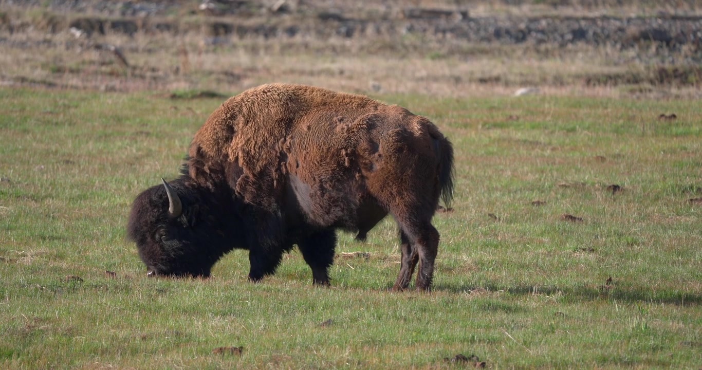 Ampia inquadratura di un bisonte americano solitario che pascola in una prateria primaverile. Filmato di fauna selvatica pacifico catturato in un paesaggio naturale nordamericano.