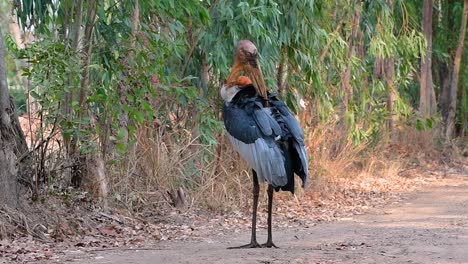 Ein-Großer-Vogel-Aus-Der-Familie-Der-Storche,-Der-In-Südasien-Weit-Verbreitet-Ist-Und-Jetzt-Aufgrund-Des-Verlusts-Seines-Lebensraums-Gefährdet-Ist