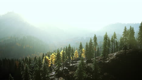 tranquil forest landscape with fog and sunlight