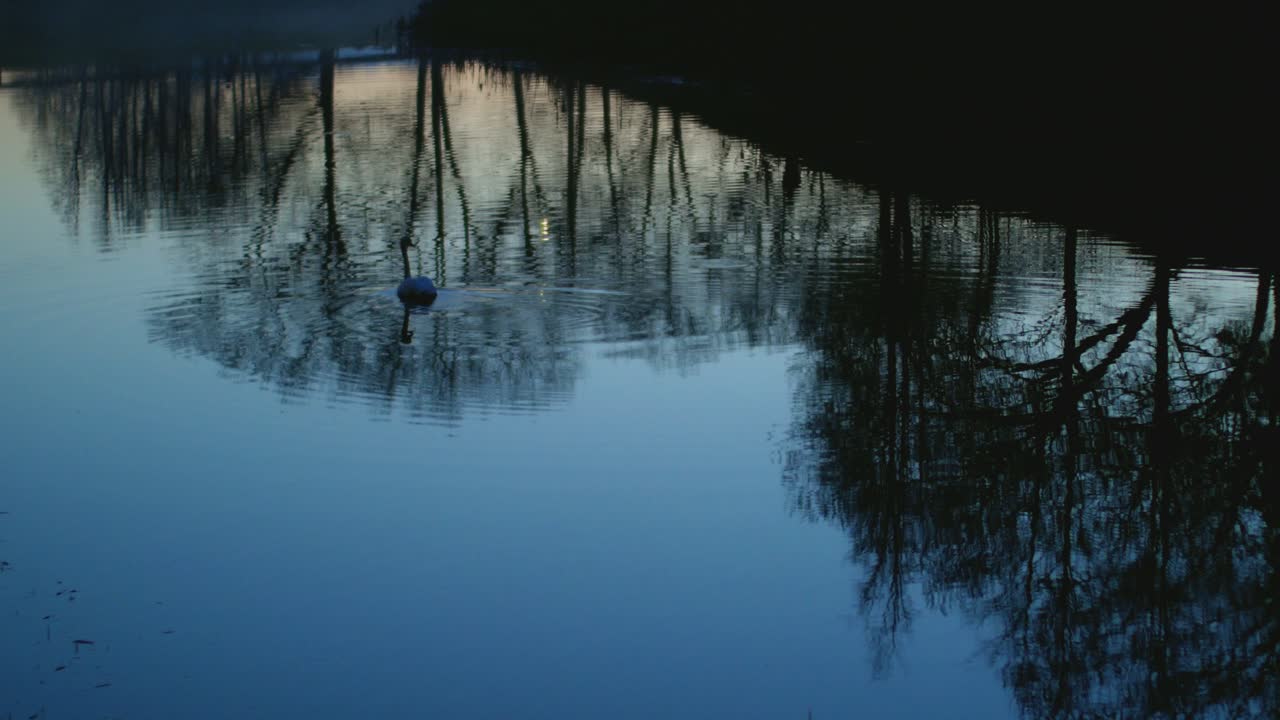 Swan Silhouette In The Water In The Evening