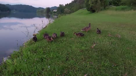 Mamá-Pato-Con-Siete-Bebés-Buscando-Comida-En-El-Banco-De-Hierba-Verde-Del-Estanque