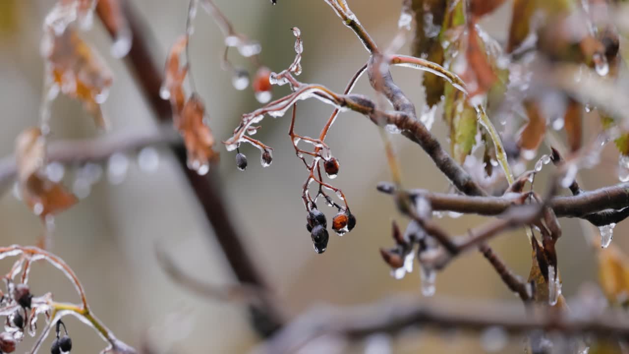 Leaves and branches of the tree froze during the first morning frost in late autumn.