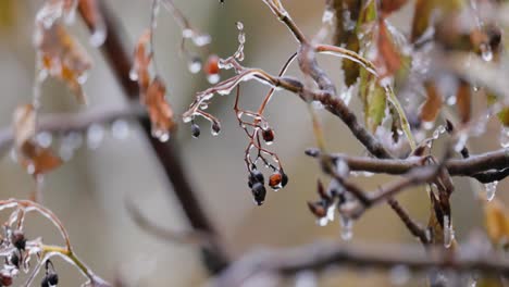 Leaves-and-branches-of-the-tree-froze-during-the-first-morning-frost-in-late-autumn.