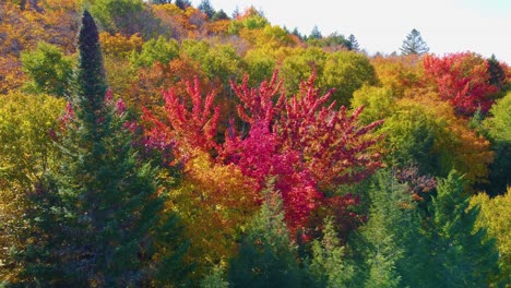 Spruce-and-silver-maple-tree-in-Canada-forest-during-autumn-fall-Montreal,-Canada