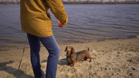 mujer juega con perros. mascotas y perros entrenando y educando perros. concepto de mascotas de compañía. concepto de animales de compañía. amante de perros. dama caucásica con tres perros raza de dachshund y manos juguete terrier
