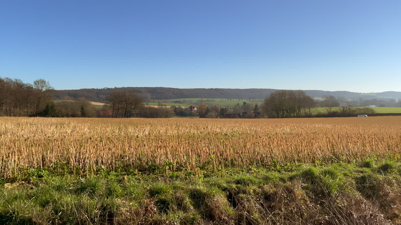 toma panorámica del campo de cultivo agrícola durante el verano y el cielo azul